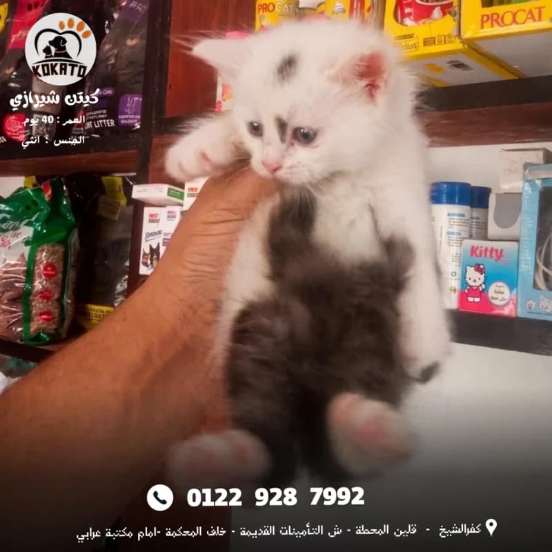 كوكاتو للحيوانات الاليفة - بقلين - كفرالشيخ